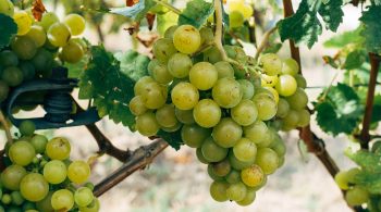 Weinlese und Ernte