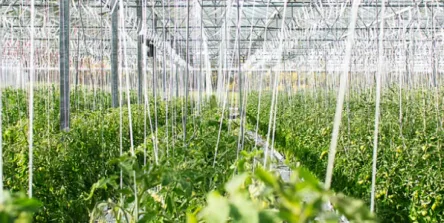 Aplicaciones de CO2 en agricultura: fertilización carbónica