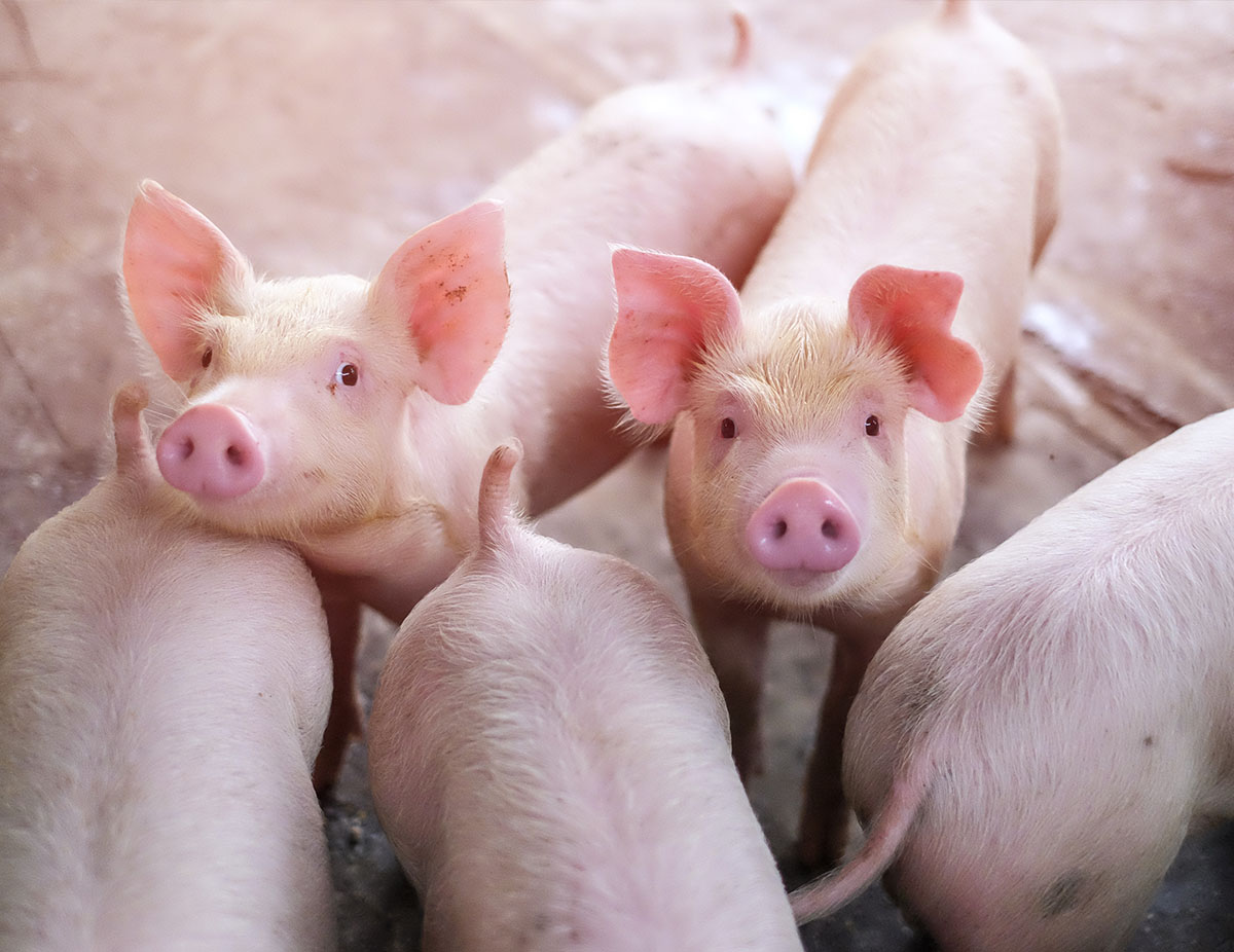 Stunning pigs