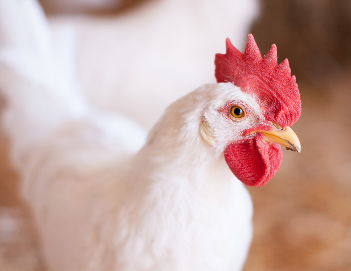Animal Welfare