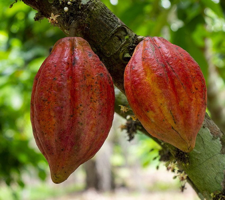 Treedom Cameroon Plant Fruits
