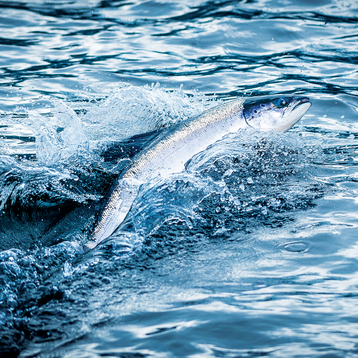 Fiskebilde-laks1200x1200-3